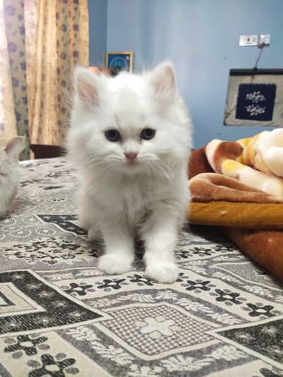 persian cat