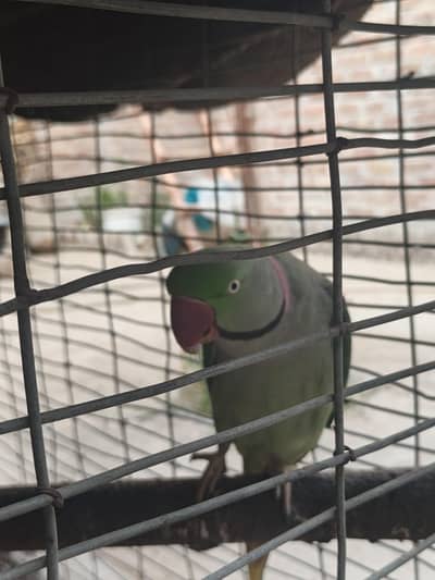 Raw Parrot / Ringneck  pair / Raw Parrot Pair breeder for sale