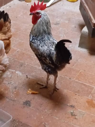 Silver Laced Wyandotte , Plymouth Rock rooster