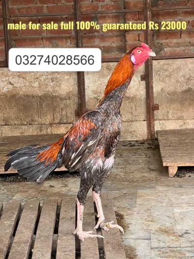 Top Quality Aseel Patha for Sale | Aseel Mianwali | Mushka Lasai morga