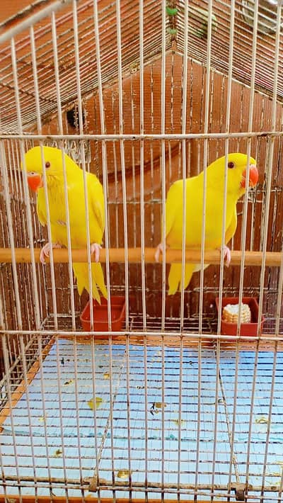 YELLOW RINGNECK CHICK