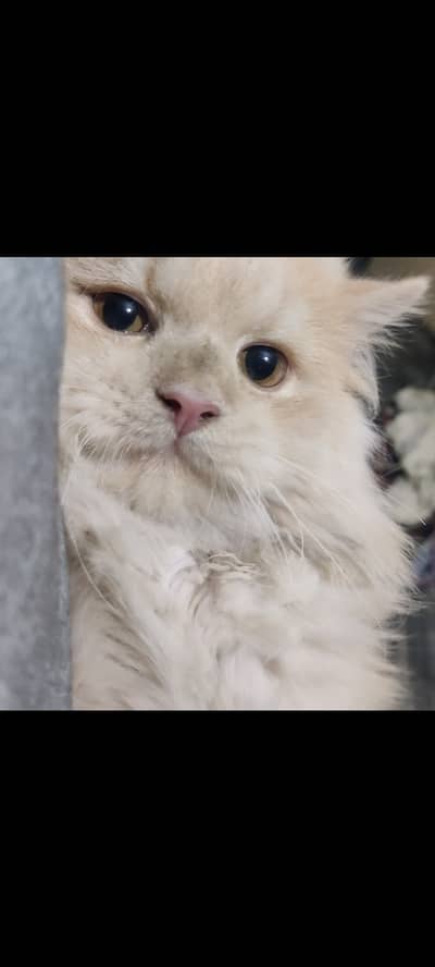 Persian cat double coat