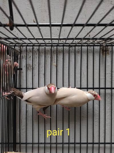 Eno red eyes breader pair ha and fawn java and love bird