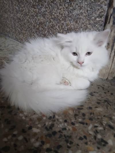Persian kitten