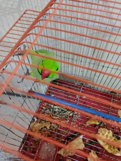 it's a good parrot for sale