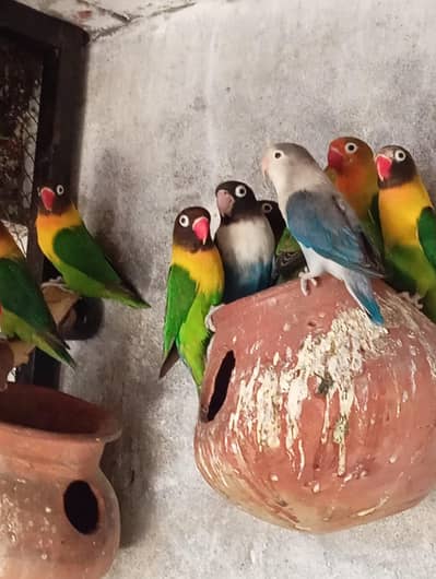 Black mask yellow chest