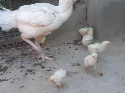 Hera chicks miamwalle paper white  03047417469