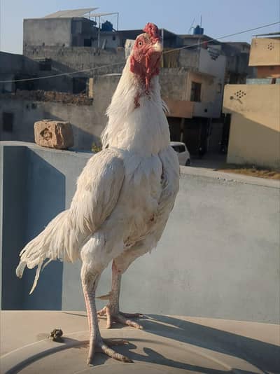 Pure Paper White Hera Aseel Chick's