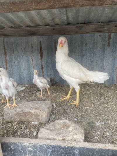 2 chicks with mother and 1 male