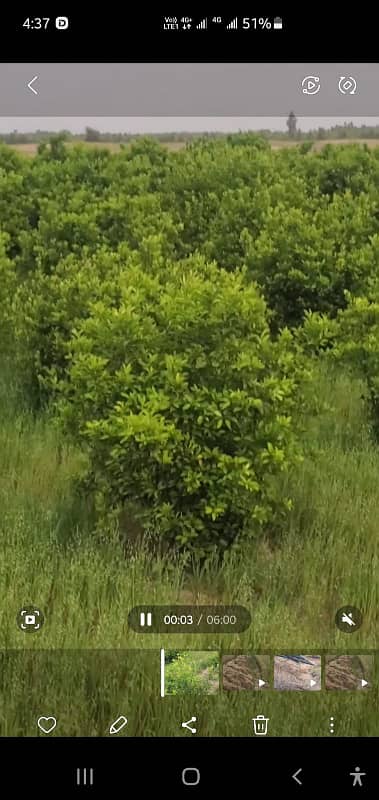 Developed Agriculture Land with Citrus Garden Available for Sale