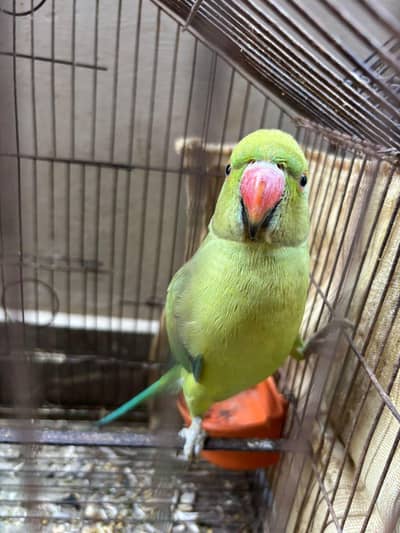 Healthy Pair of Green Parrots (Rose-ringed Parakeets) for Sale