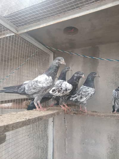 teddy golden zak lakhy bachy