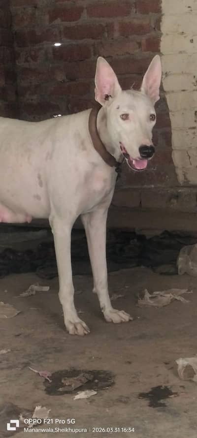 original gultair female