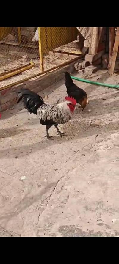 Desi Murge our Murgiya