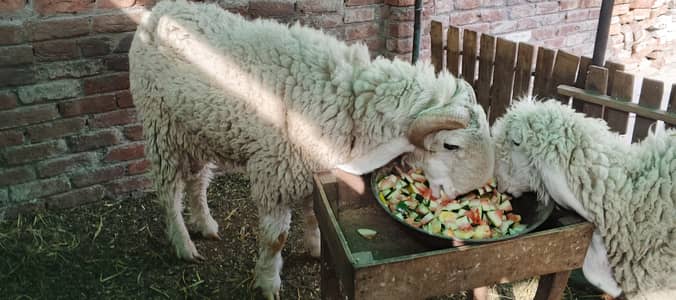 2 years Goats for sale