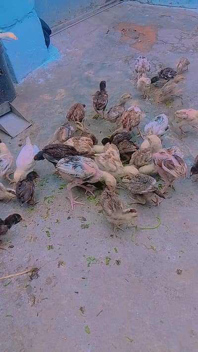 Pure High quality Home breed Chicks