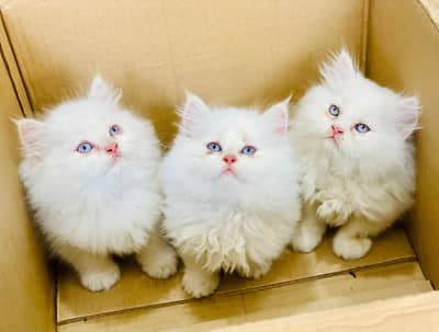 Persian kitten for urgent sale my WhatsApp number 032869729ten