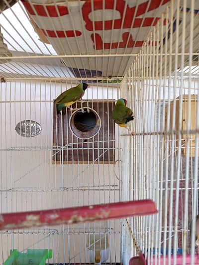 Green and Yellow back gouldian finch