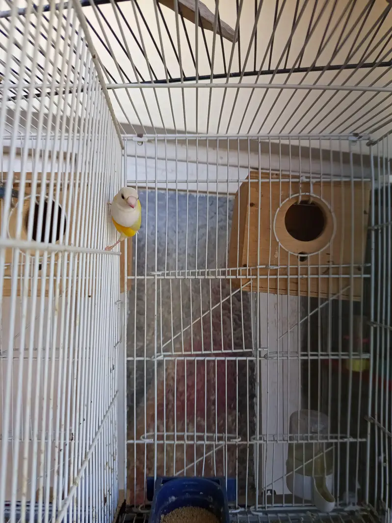 Green and Yellow back gouldian finch — photo 2