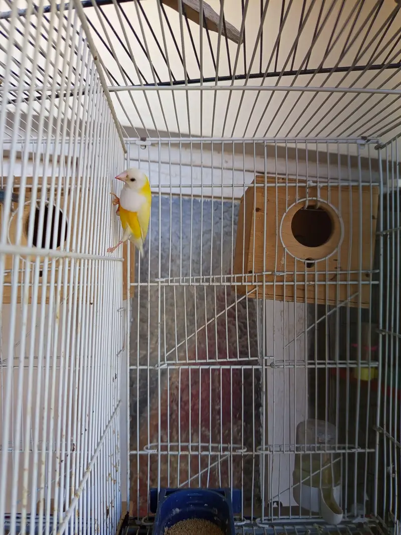 Green and Yellow back gouldian finch — photo 3