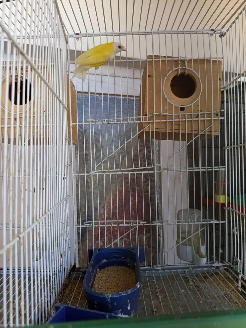 Green and Yellow back gouldian finch — photo 4