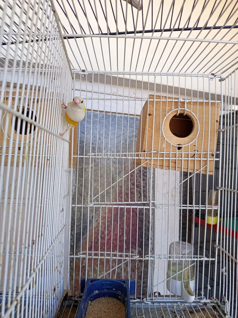 Green and Yellow back gouldian finch — photo 5