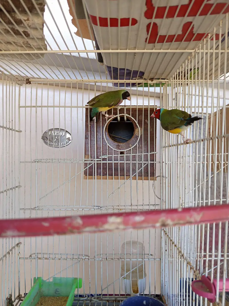 Green and Yellow back gouldian finch — photo 6