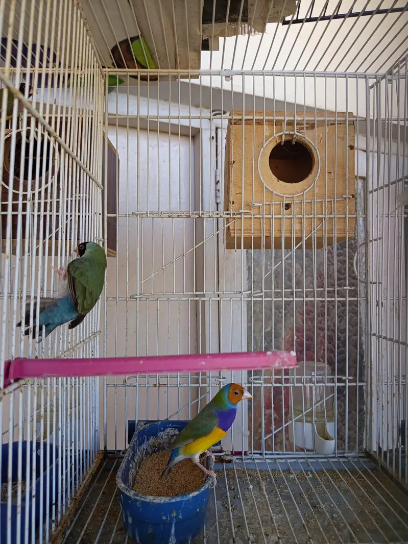 Green and Yellow back gouldian finch — photo 7