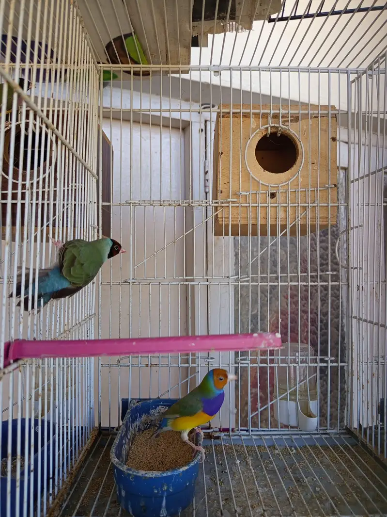 Green and Yellow back gouldian finch — photo 8