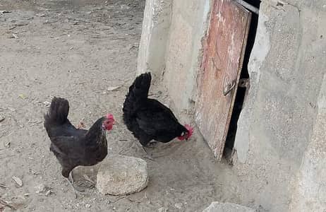 2no Anda da Rahi hai