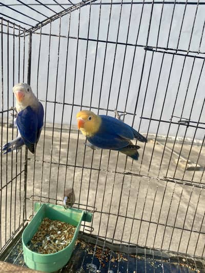 Violet or blue opaline with violets parblue fisheri lovebird with cage