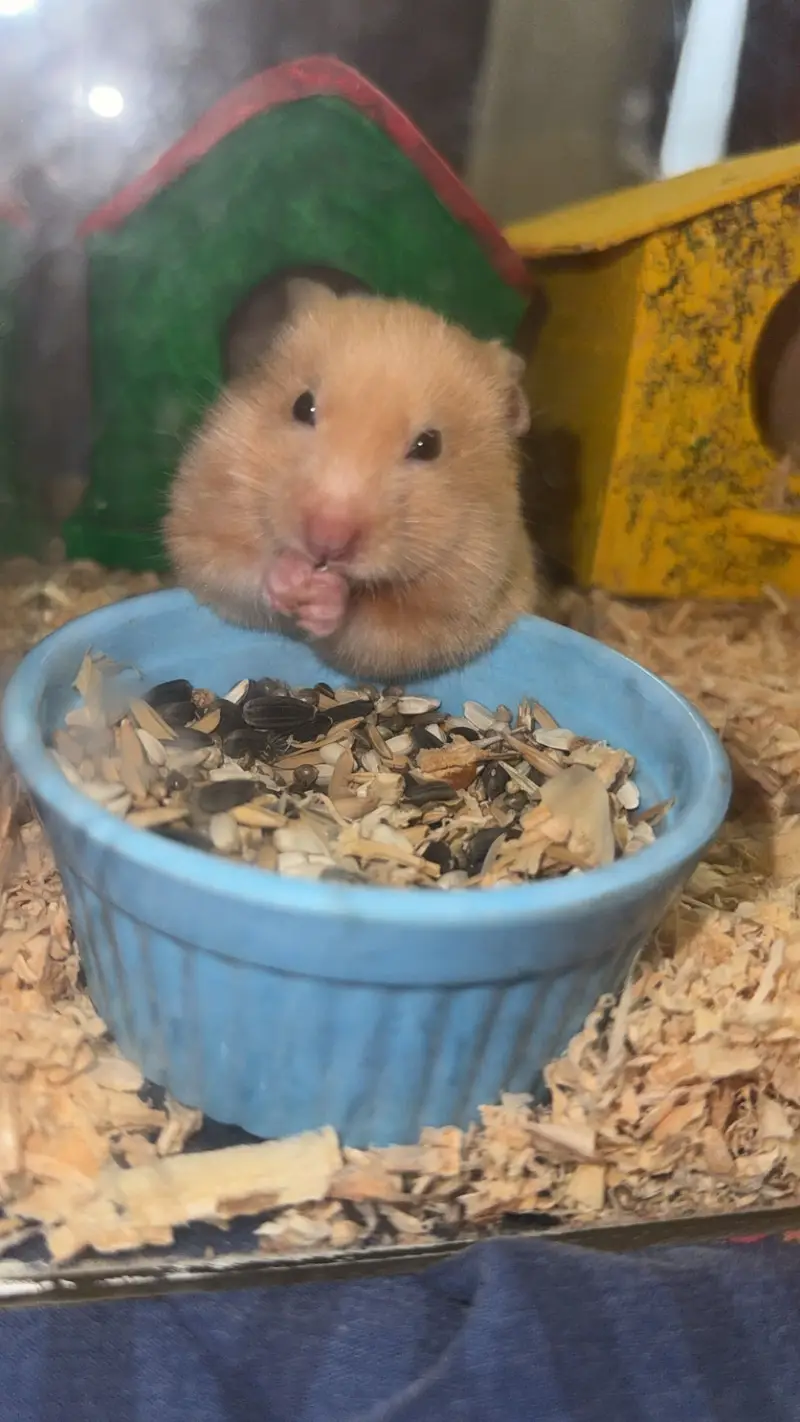 Imported Syrian Hamsters available with free food and bedding! — photo 5