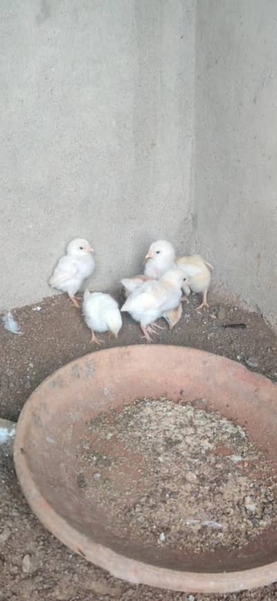 6 Heera Chicks 0324-7029776 Per Piece 1500