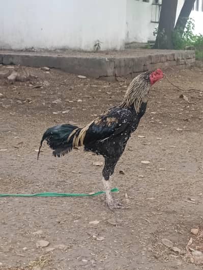 aseel jawa and aseel mianwali both