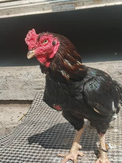 lassani muska one eyes