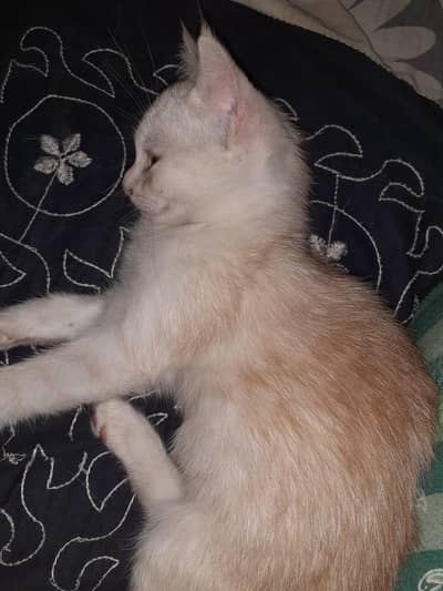 Mixed Breed (Persian Mix) Kittens for Sale