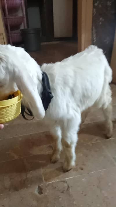 Bakra for sale white colour  0 3 10 30 15 89 4
