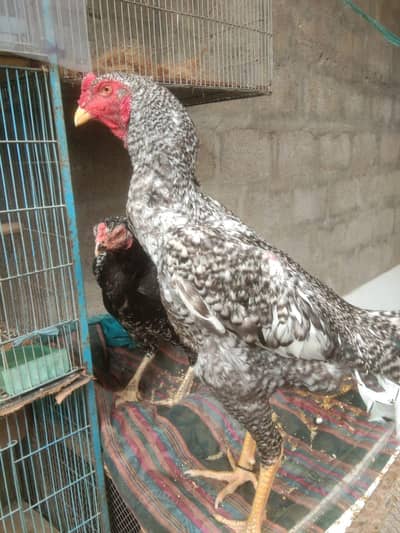 Hi quality Garman o shamo