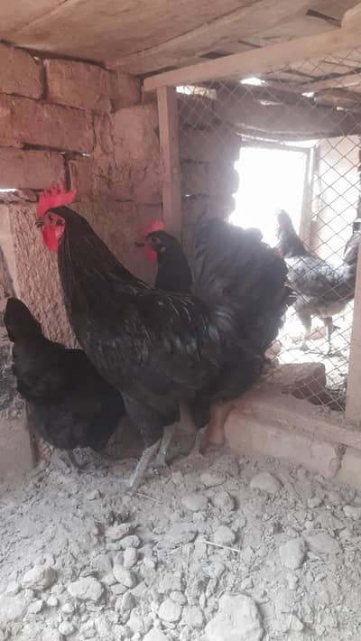 Australorp Trio for sale