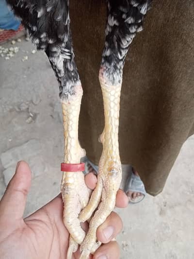 Aseel Ptha 03011086657