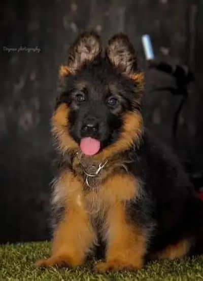 German Shepherdb 03291206271