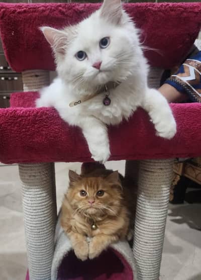 Cat | Persian Cat | Triple Coated Cat Pair | Persian Cat For Sale
