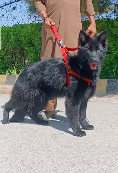 black German Shepherd female 6 month age for sale
