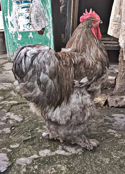 Heavy Brahama | Grey Colour Trio