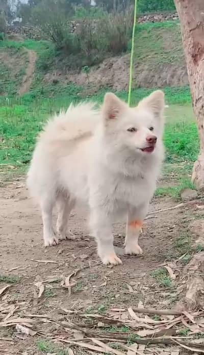 Russian  male  for sale Whatsapp 03145590976