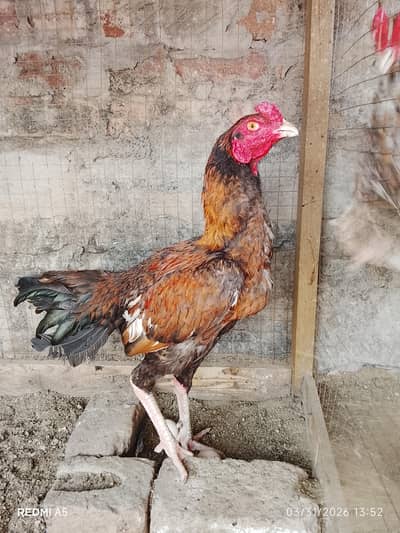 Aseel java murga|Aseel 2 Peela murgay|homebreed birds|For sale|