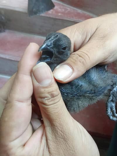 pure black toung ayam cemani