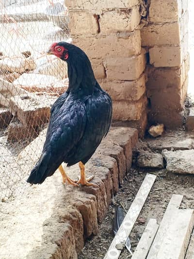 Aseel murgi bhut achi ha rabta no 0327 5068016