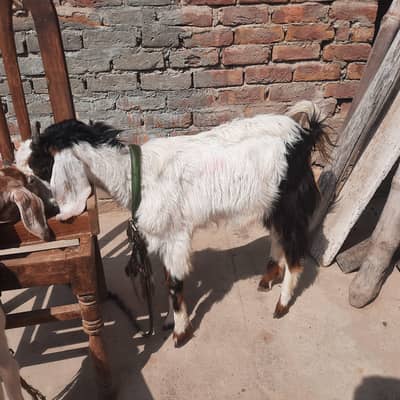 Tapri pair for sale Age 13month