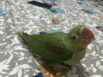 Green Raw Kashmiri chick